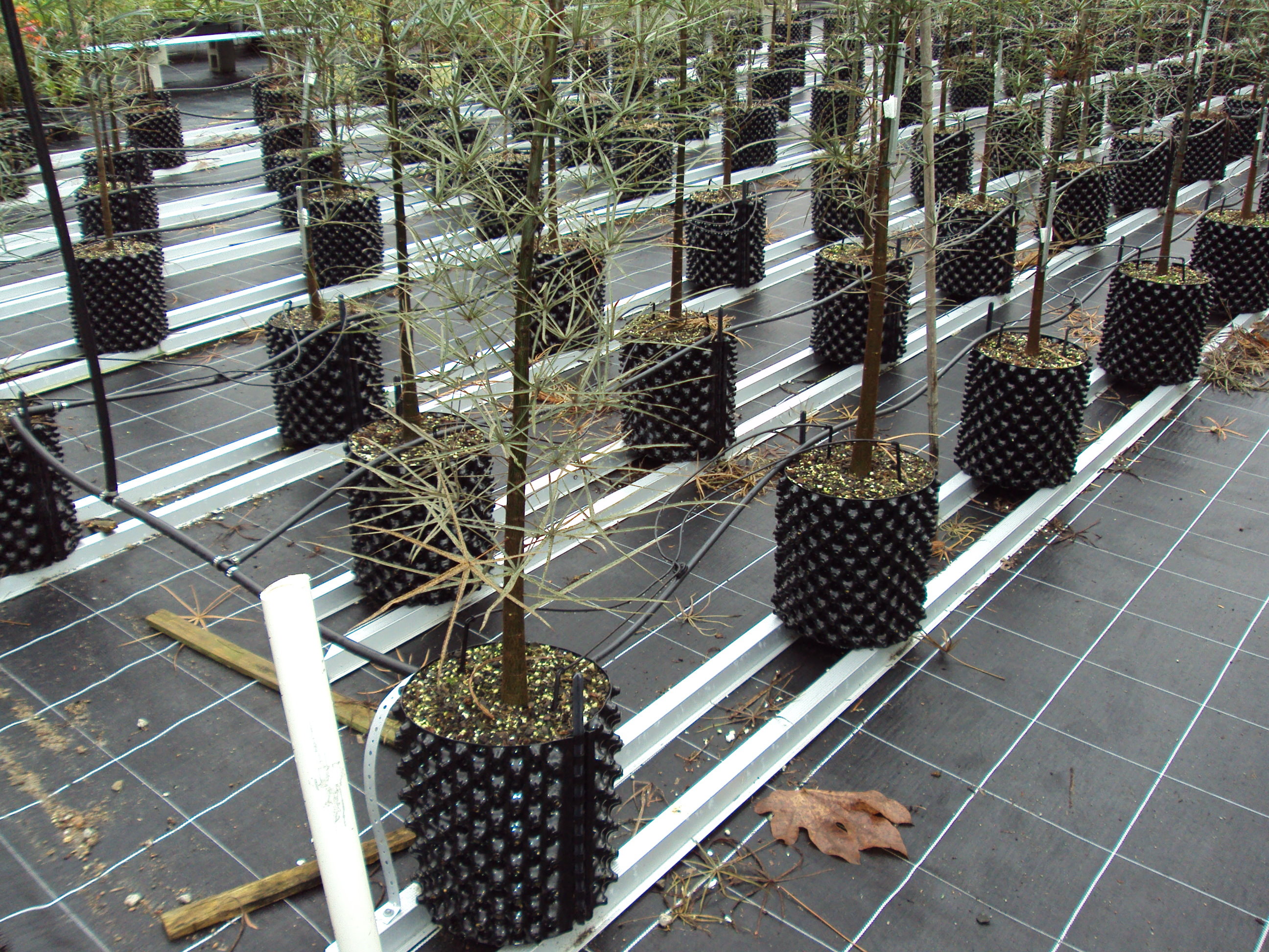 What is a root ball?